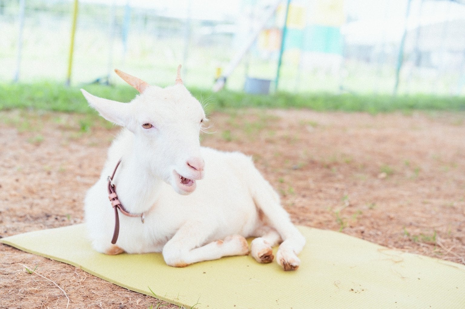 宮古島ヤギヨガレッスン 予約 （入園料別）