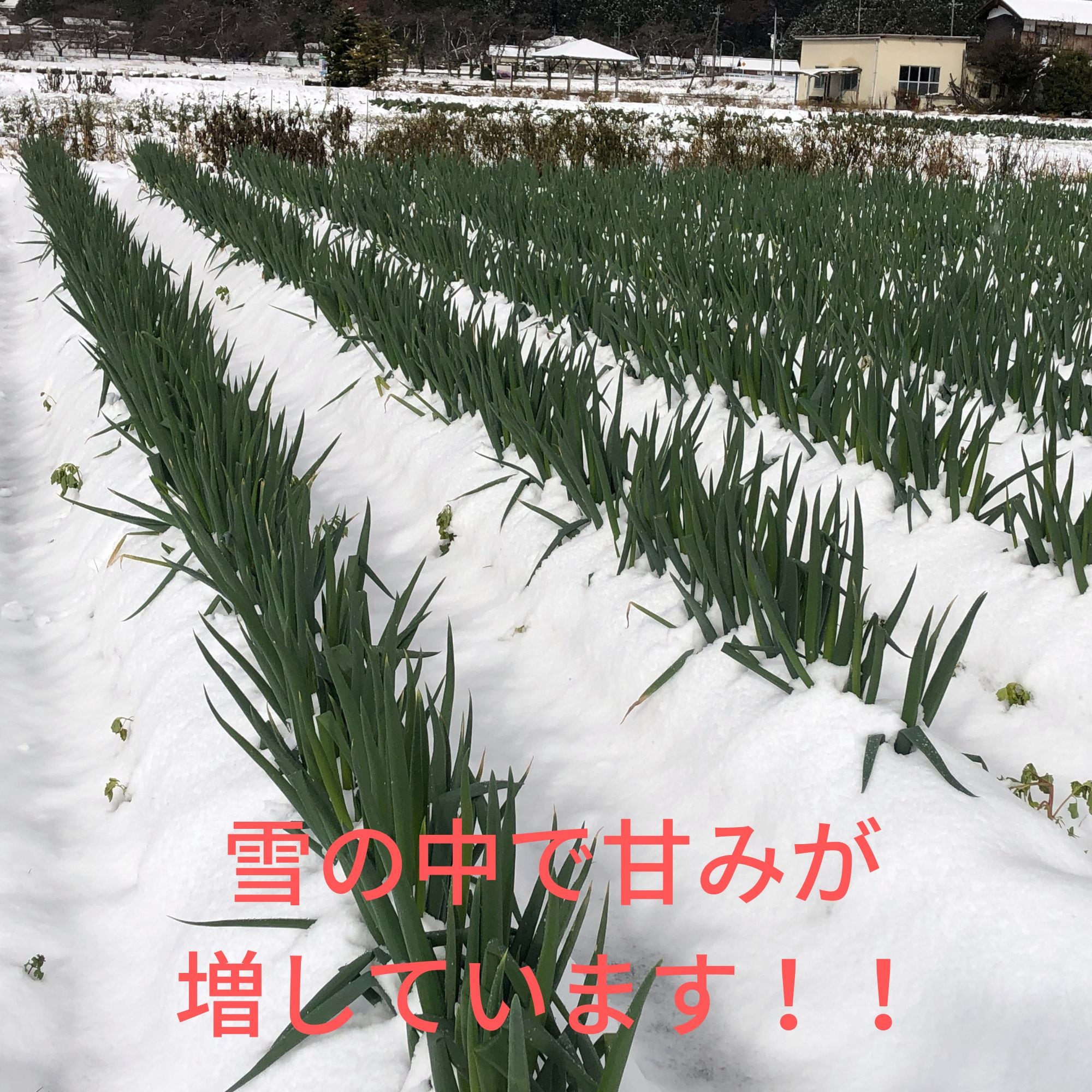 農家直送】期間限定やぐらねぎ無農薬、増えるネギ、自然栽培、家庭菜園