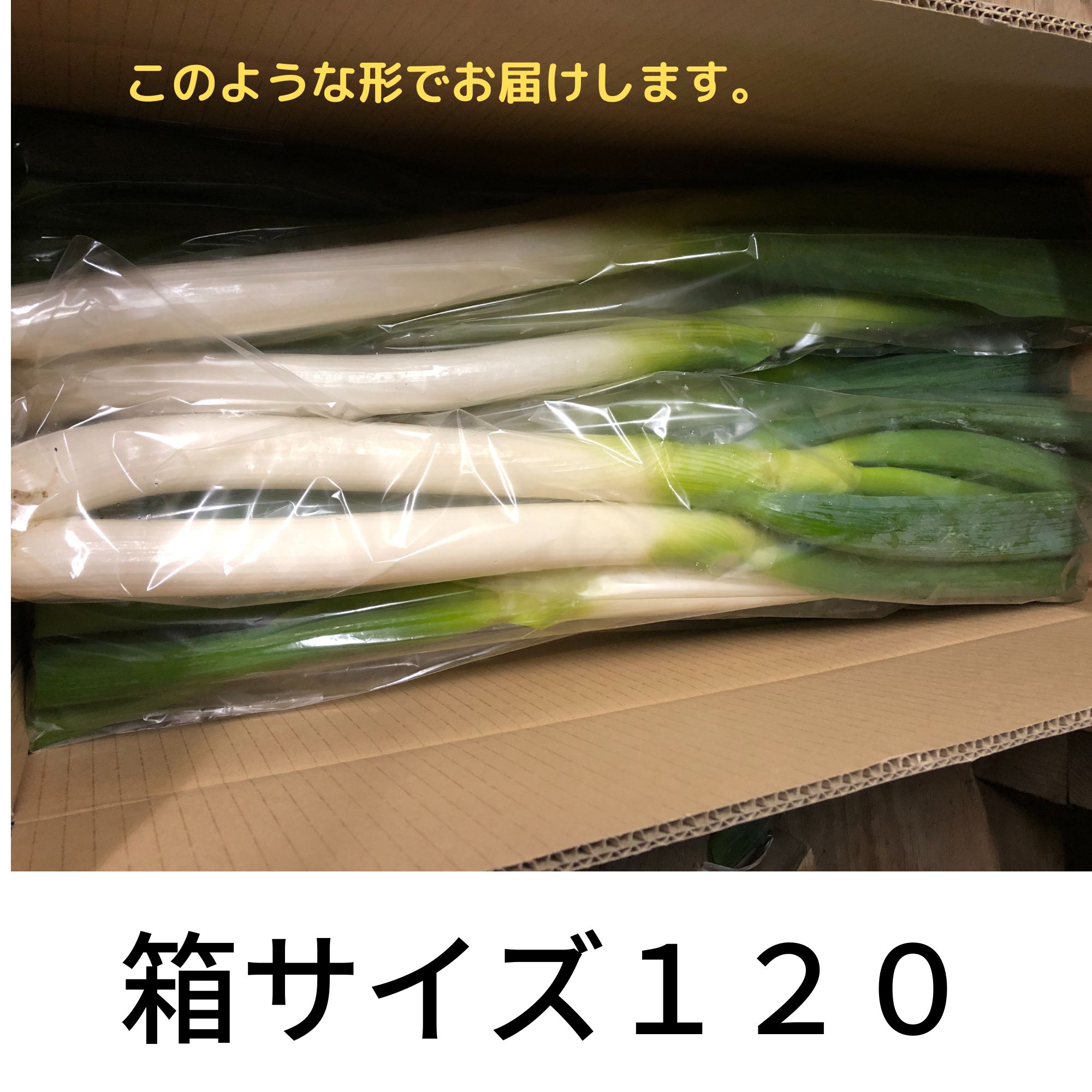 無農薬野菜 大特価！雪堀りネギ 数量限定・期間限定商品 無くなり次第