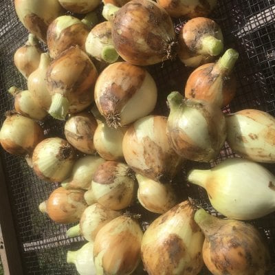 自然栽培淡路島新玉ねぎ5kg/固定種/農薬&肥料不使用/超激レア！！