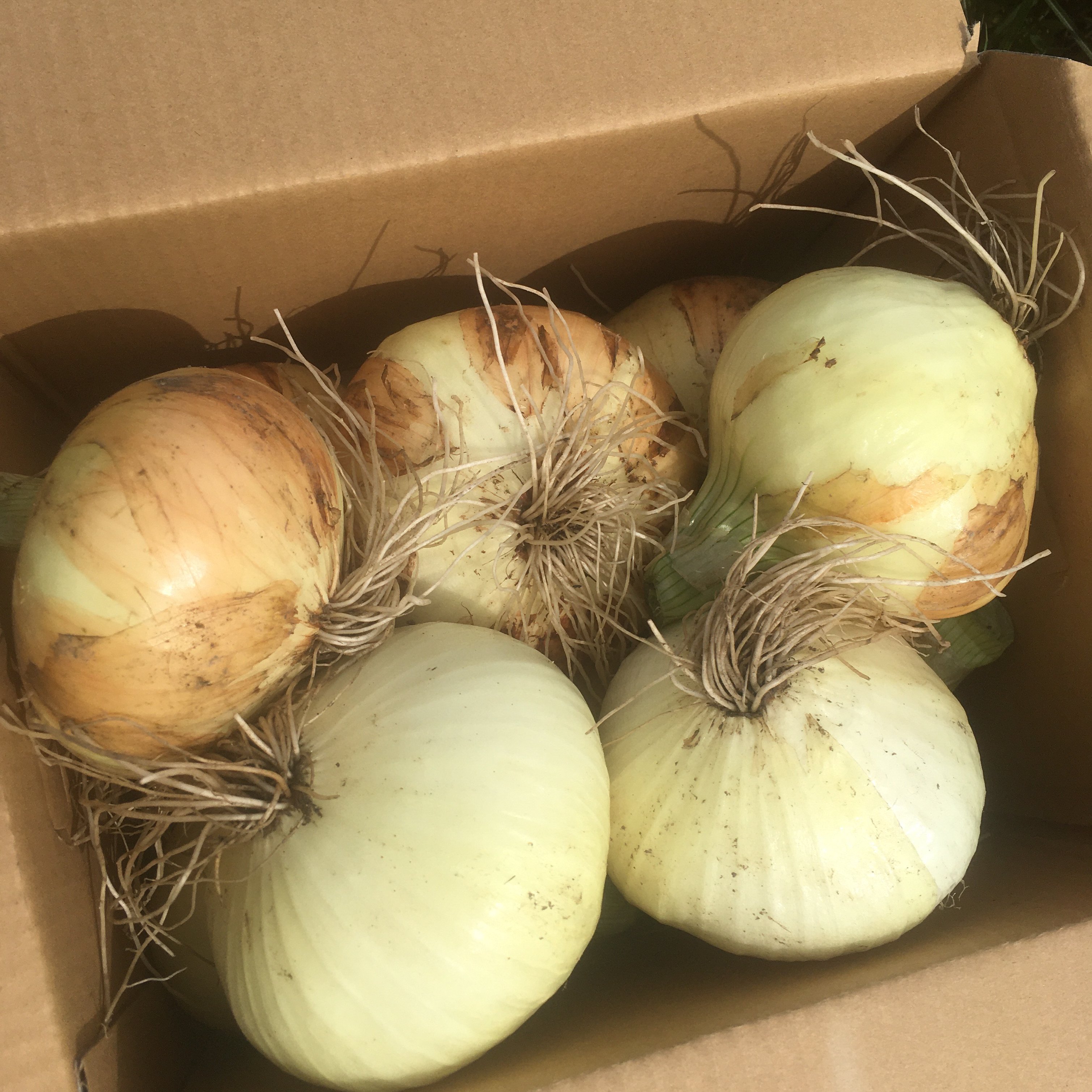 淡路島新玉ねぎ/3kg/農薬化学肥料不使用/固定種