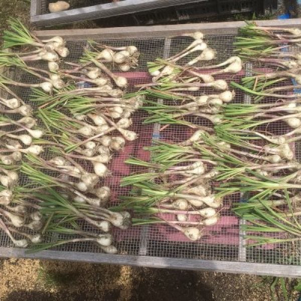 農薬化学肥料不使用らっきょう1kg/淡路島産