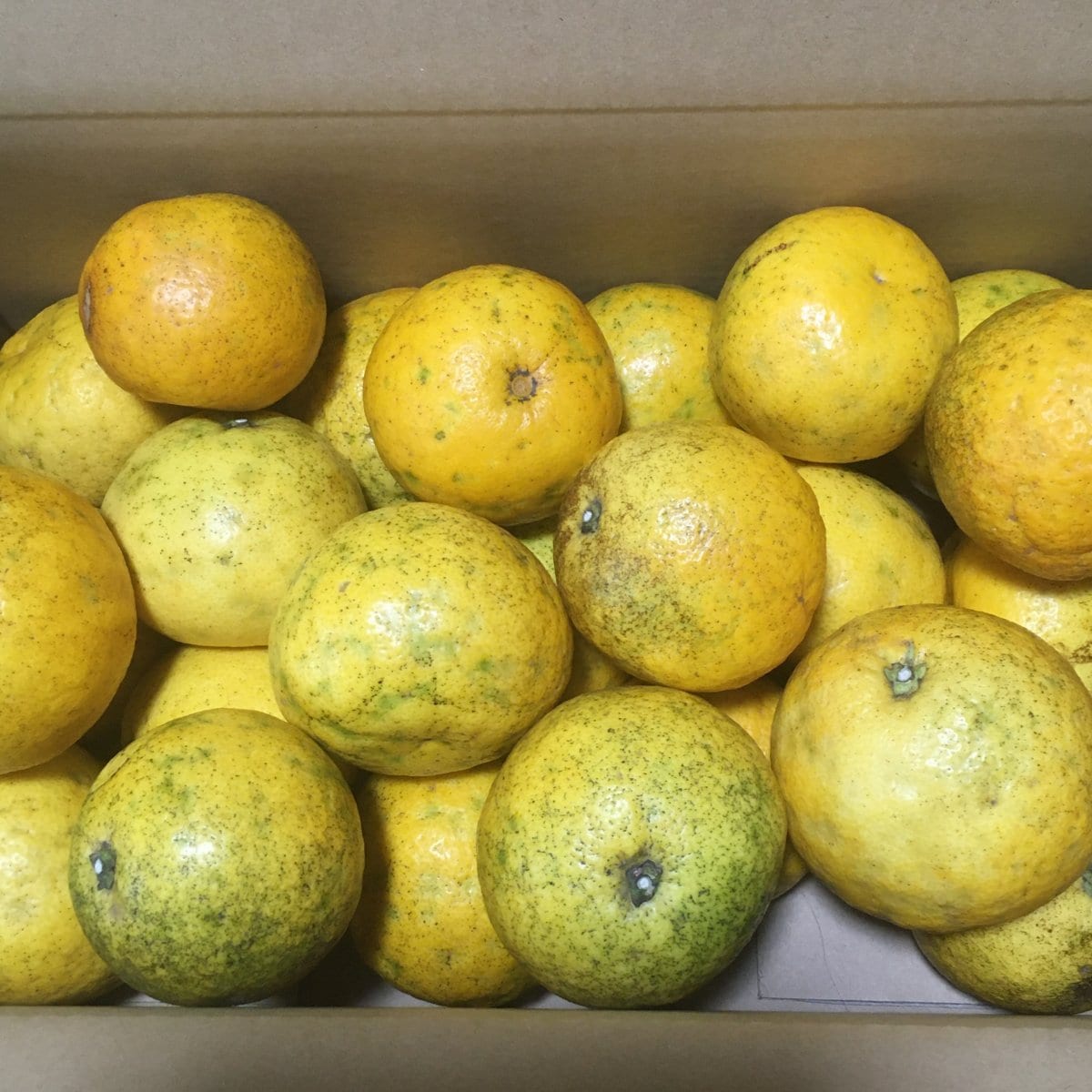 3kg淡路なるとオレンジ/自然栽培/淡路島在来種/幻の島果実/鳴門オレンジ