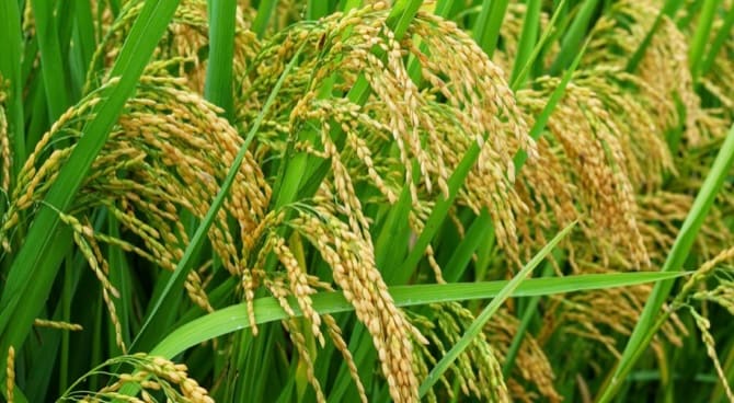 ☆残留農薬ゼロ、食味ランクAを獲得!全国送料無料!【予約販売/玄米 ☆残留農薬ゼロ、食味ランクAを獲得!全国送料無料!【予約販売/玄米
