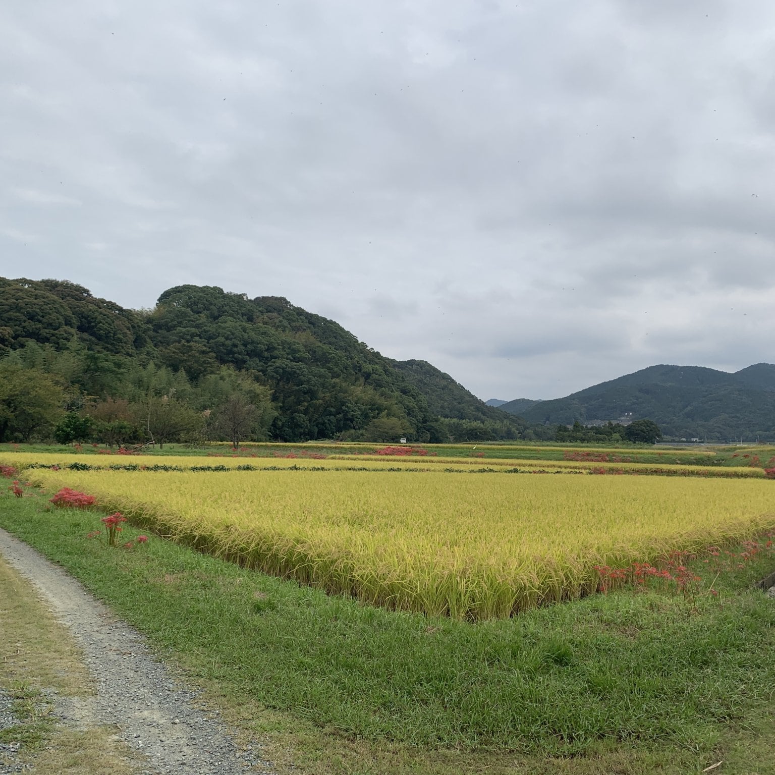 令和7年度【苗株主大募集！】（特典付き苗株券一枚）自然栽培の稲作を支援する苗のオーナー「苗株主」を募集します。【百姓天下米プロジェクト〜百姓てんてこ舞いからの解放〜】