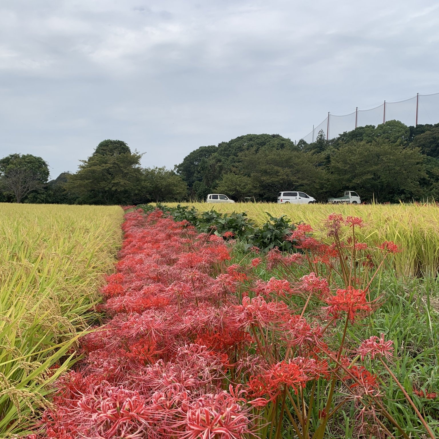 令和7年度【苗株主大募集！】（特典付き苗株券一枚）自然栽培の稲作を支援する苗のオーナー「苗株主」を募集します。【百姓天下米プロジェクト〜百姓てんてこ舞いからの解放〜】