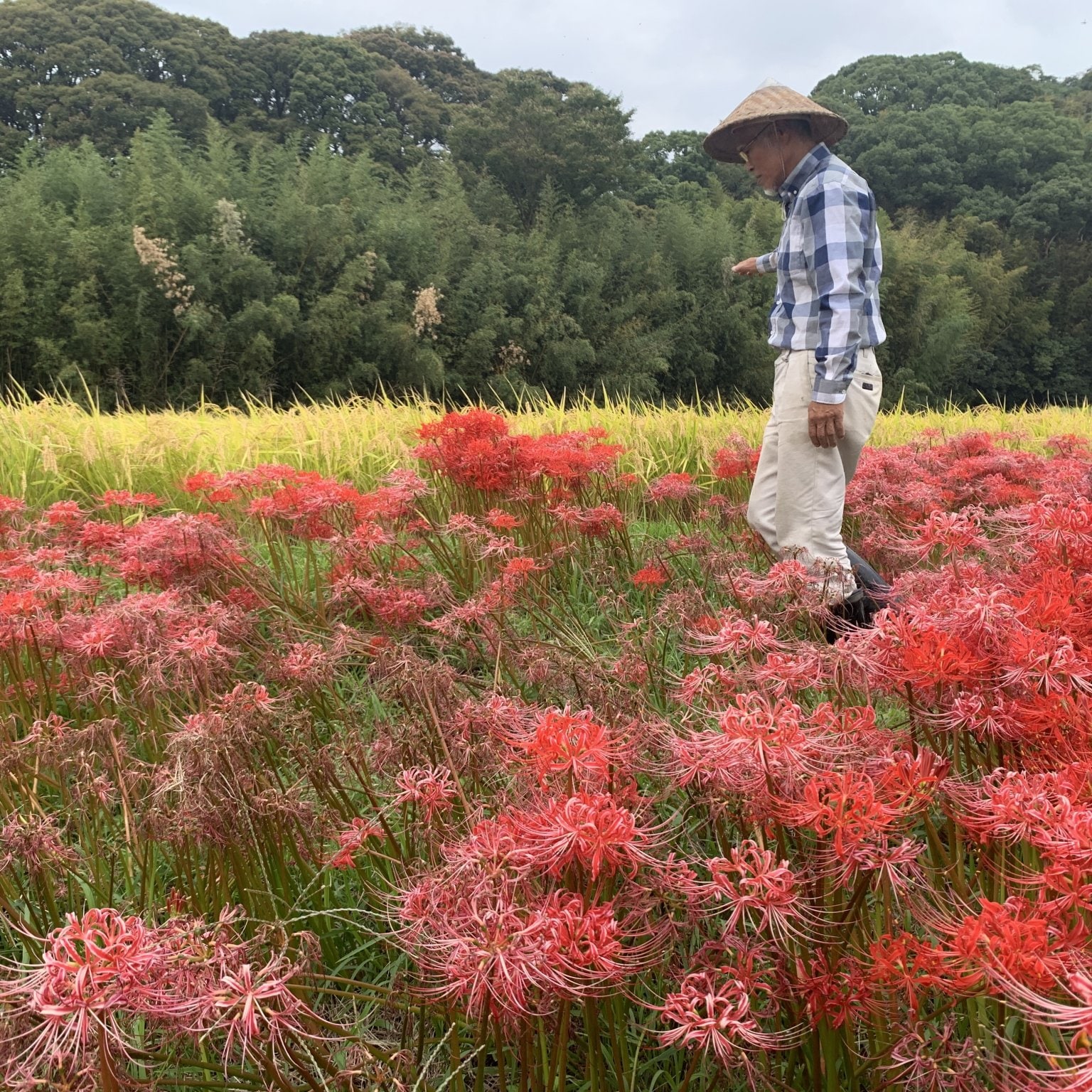 令和7年度【苗株主大募集！】（特典付き苗株券一枚）自然栽培の稲作を支援する苗のオーナー「苗株主」を募集します。【百姓天下米プロジェクト〜百姓てんてこ舞いからの解放〜】
