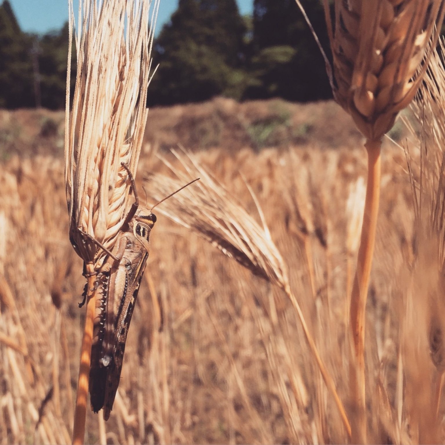 味噌づくりワークショップ「材料費チケット」（お味噌2kg分 ＆ 仕込みパック付）【別途「参加チケット」が必要】