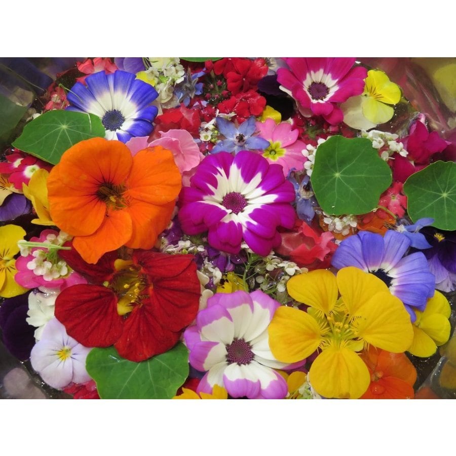 鉢　エディブルフラワー　飾り葉 鉢 エディブルフラワー 飾り葉