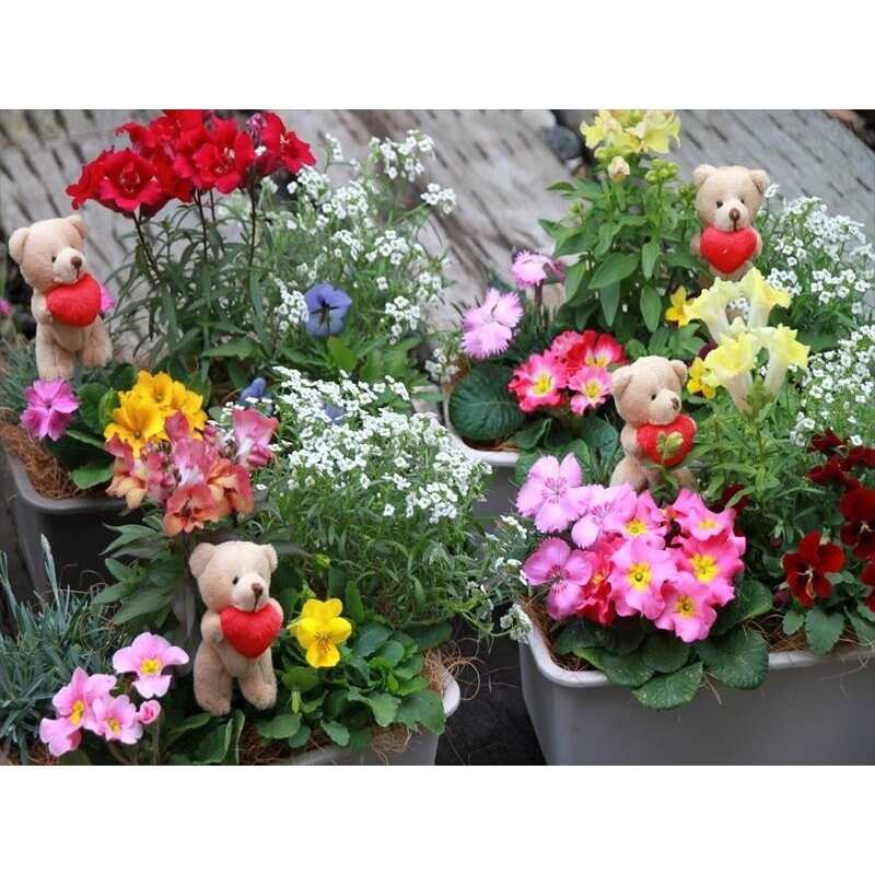 花農家直送》［送料無料］エディブルフラワーの寄せ植え5種