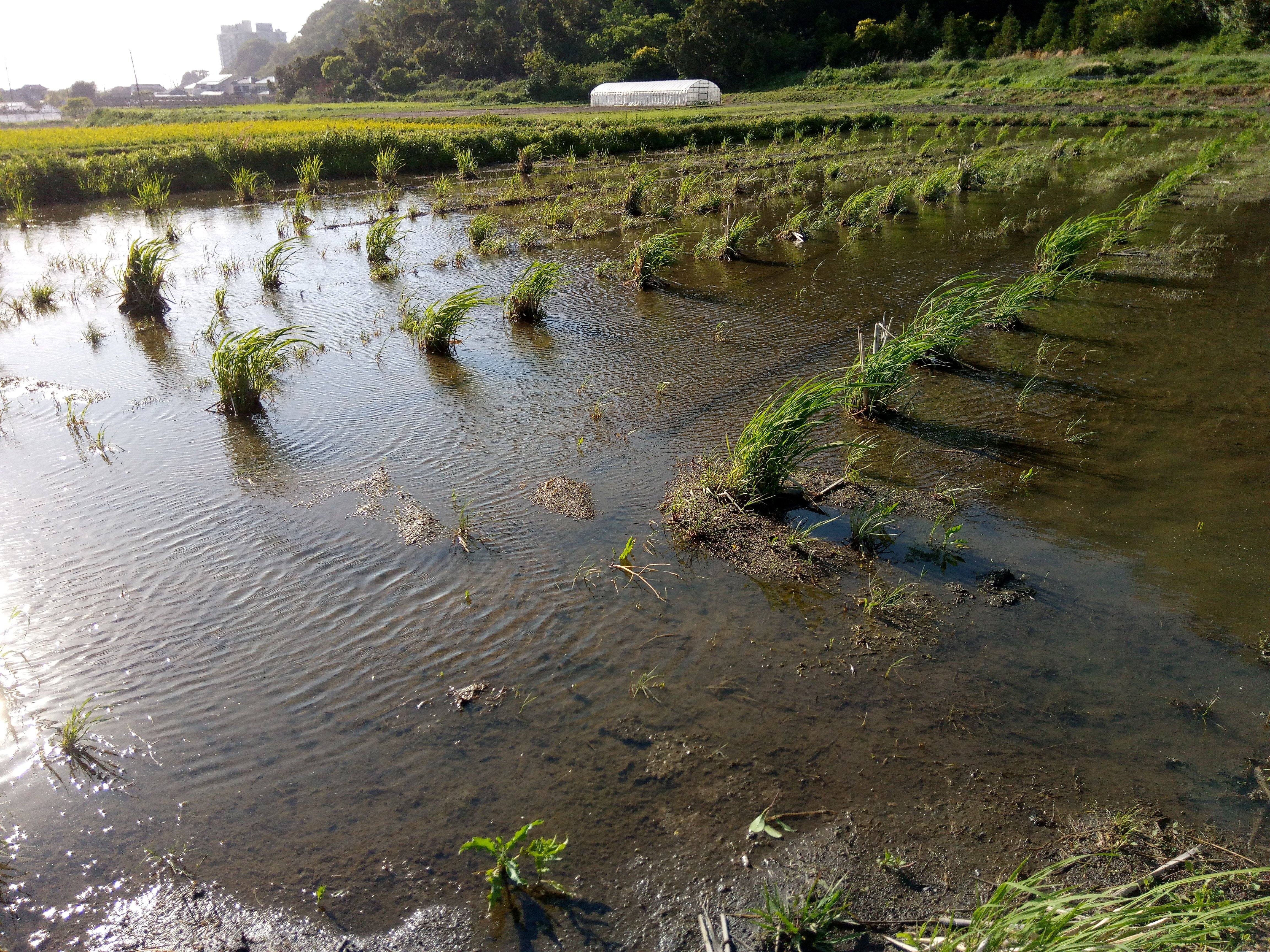 千葉県産】 100本 大特価 無農薬・無肥料・自然栽培マコモ（真菰）苗・根