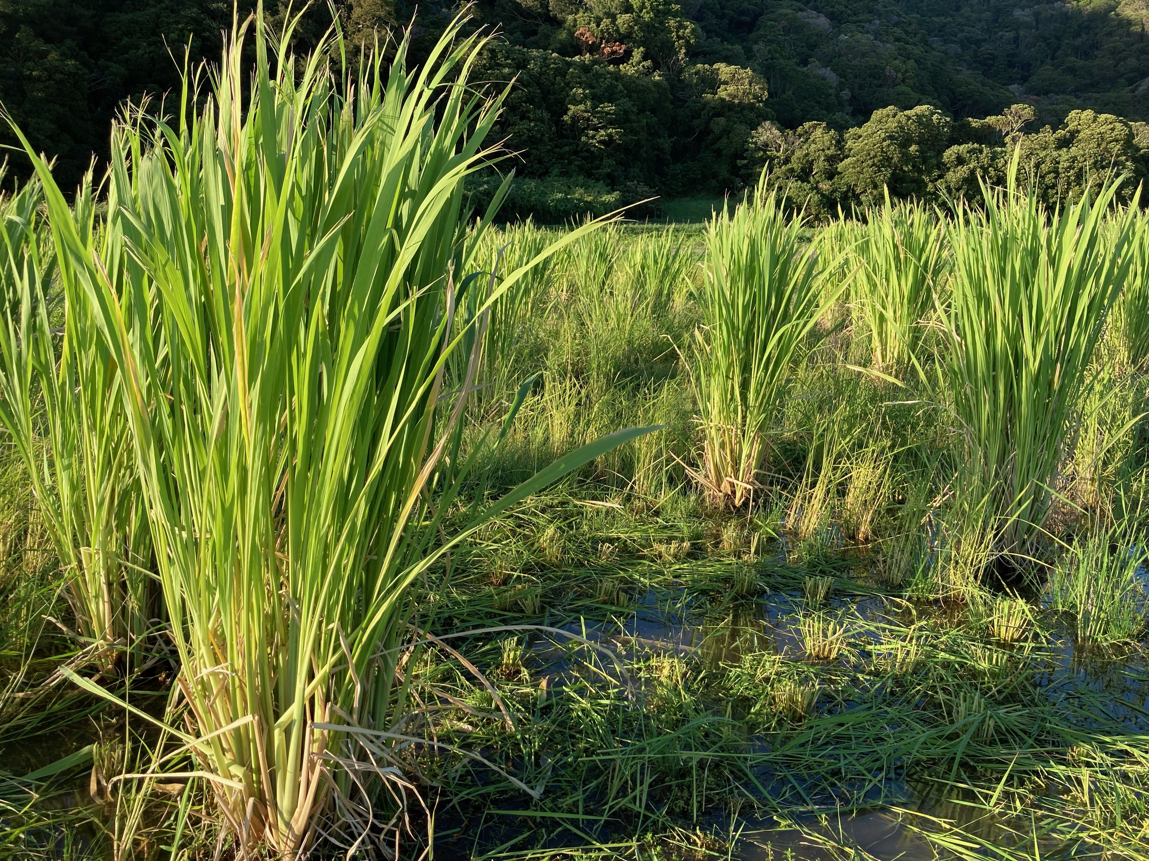 期間限定 千葉県産】1kg（8本〜14本） 食物繊維が豊富！無農薬・無化学