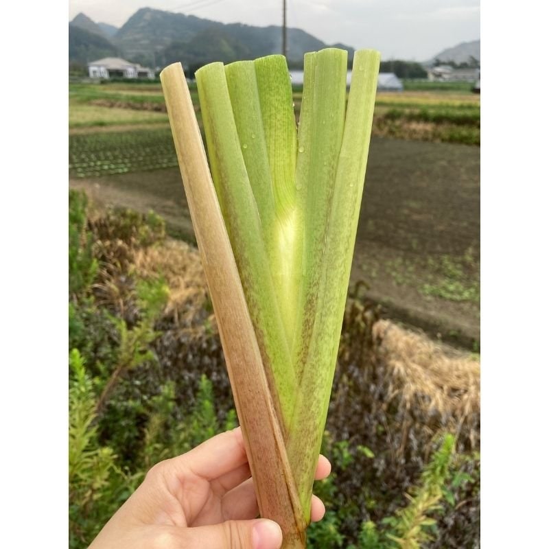 期間限定 千葉県産】1kg（8本〜14本） 食物繊維が豊富！無農薬・無化学