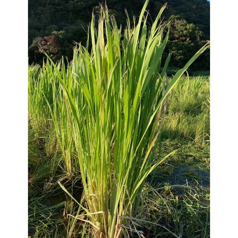 真菰葉1.6kg 真菰葉1.6kg 期間限定 千葉県産】1kg（8本〜14本） 食物