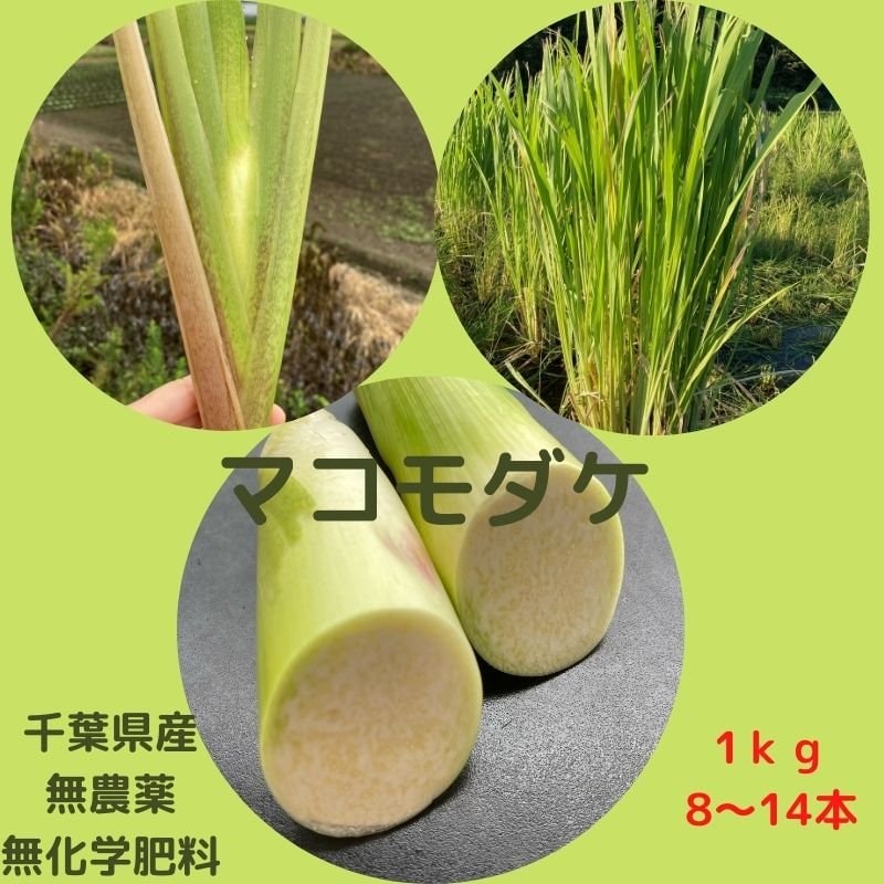 期間限定 千葉県産】1kg（8本〜14本） 食物繊維が豊富！無農薬・無化学