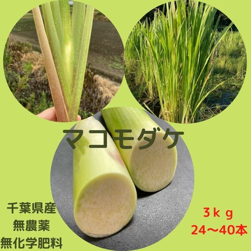 期間限定 千葉県産】3kg（24本〜40本）食物繊維が豊富！無農薬・無化学