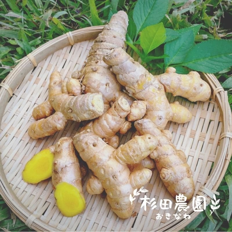 45g春ウコン粉末 パウダー》自然栽培・沖縄県産／農薬不使用・肥料