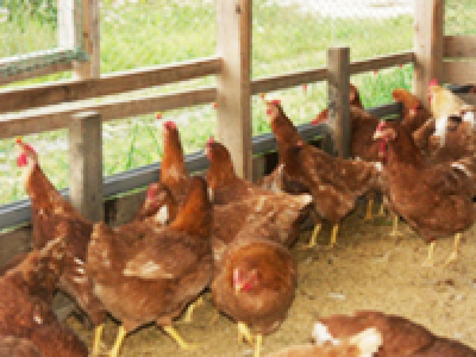 野村ファームの平飼い卵６個パック　【店頭販売】