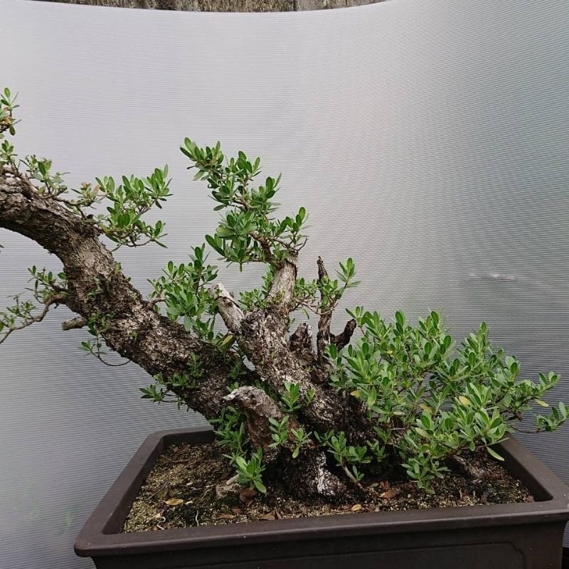 宮古島のハマシタン（ミズガンピ）No1
