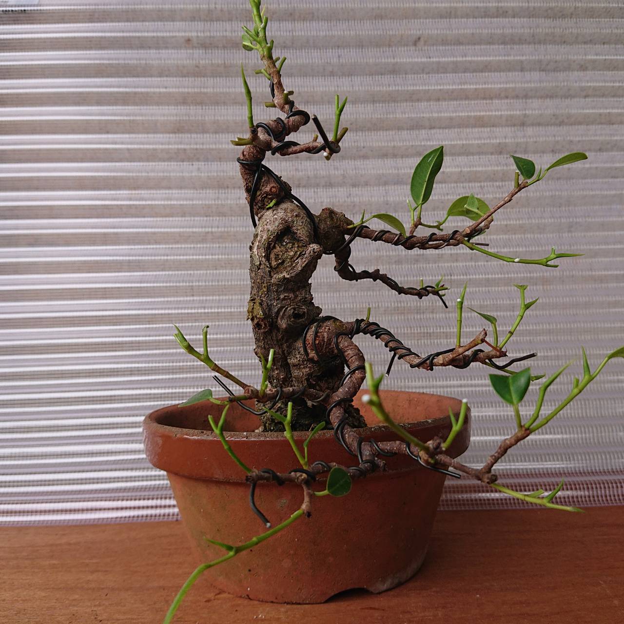 宮古島のガジュマルNo3