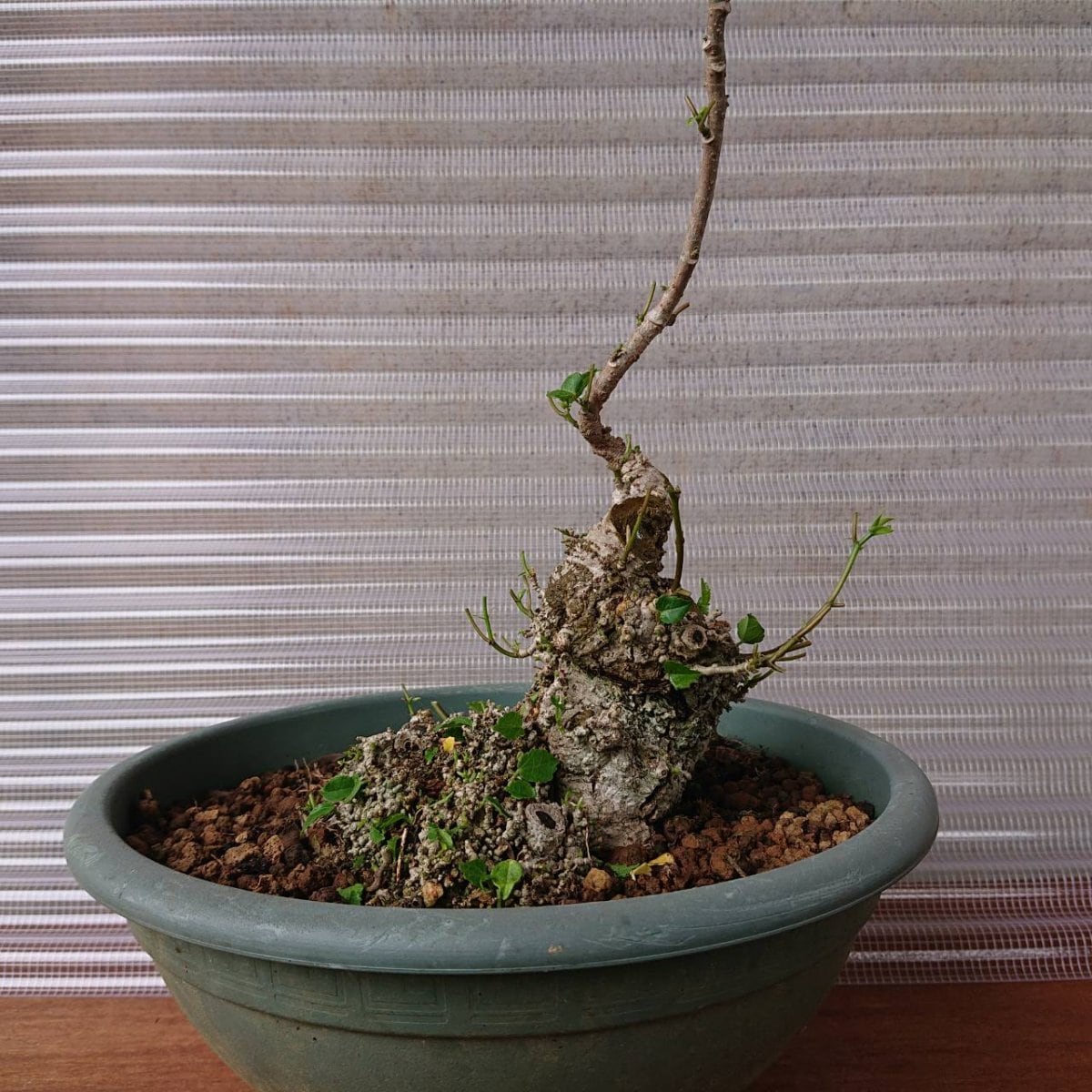 南国沖縄県宮古島特有の盆栽（素材品）通販 平良商店