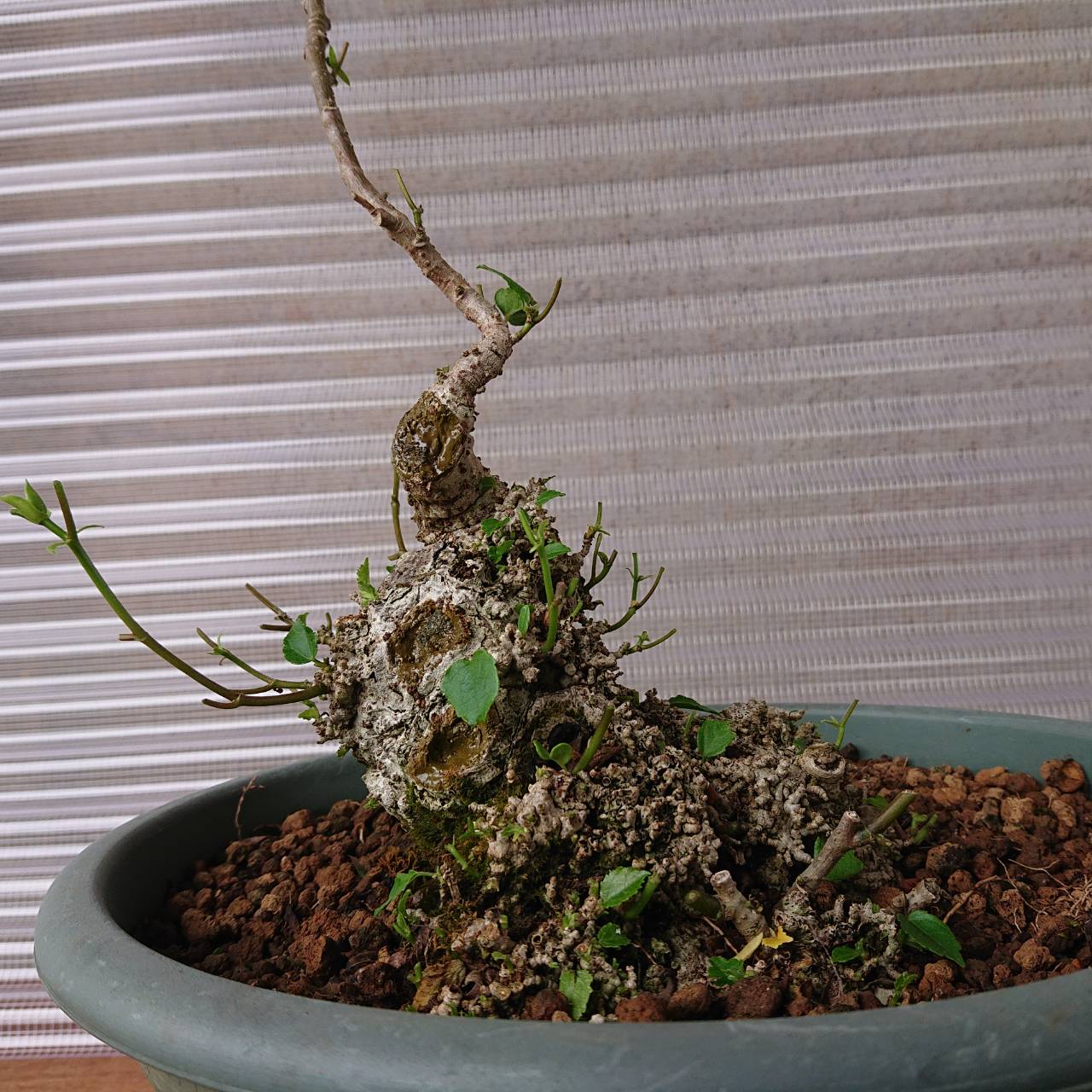 宮古島のオオハマボウ（ユウナ）No1