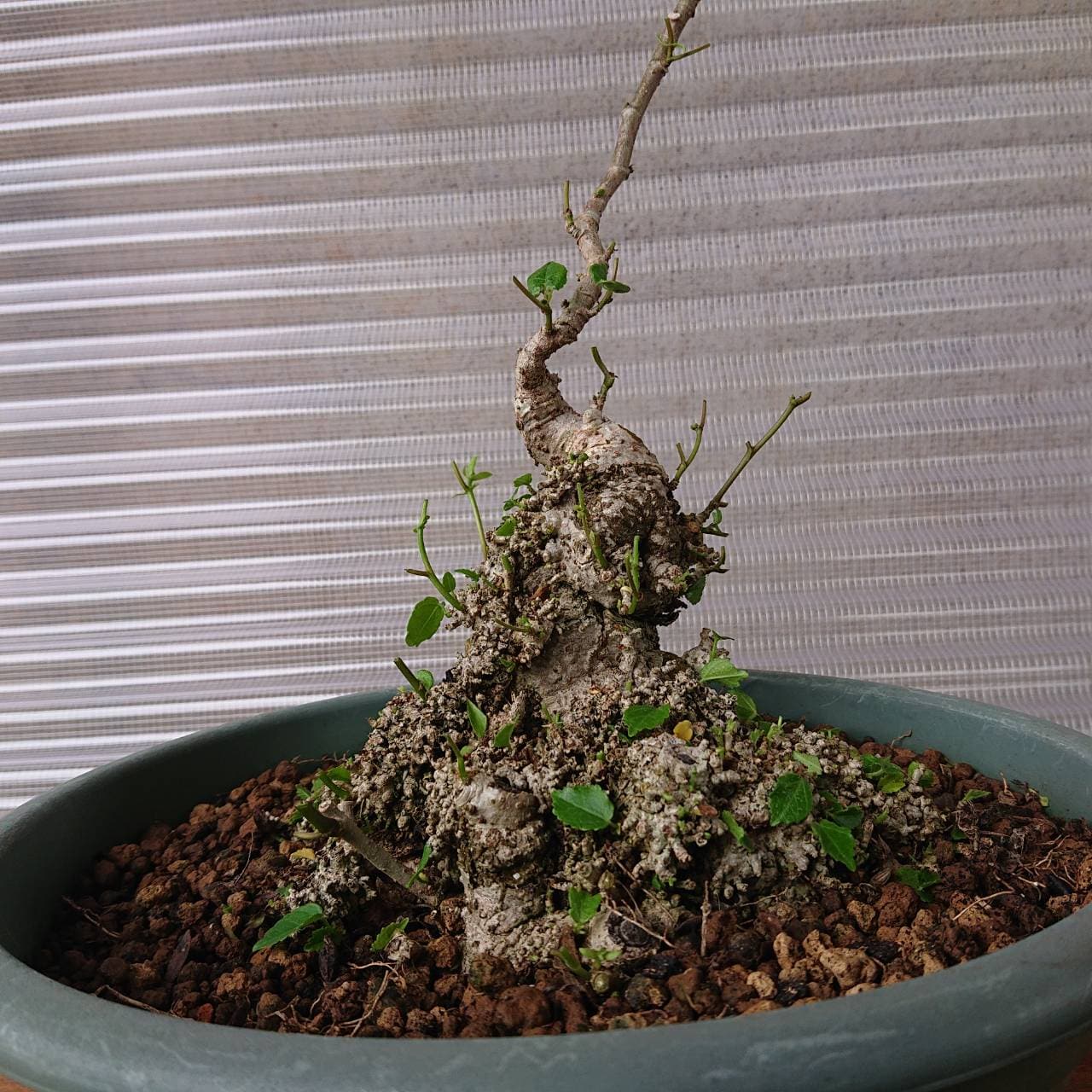 宮古島のオオハマボウ（ユウナ）No1