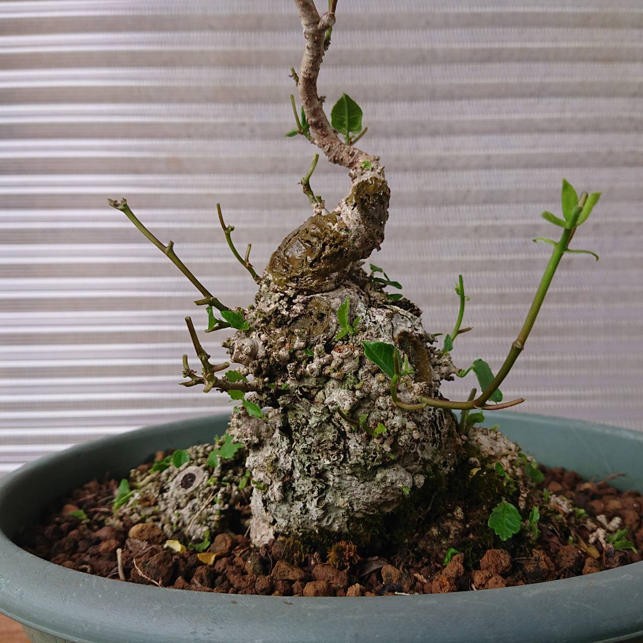 宮古島のオオハマボウ（ユウナ）No1