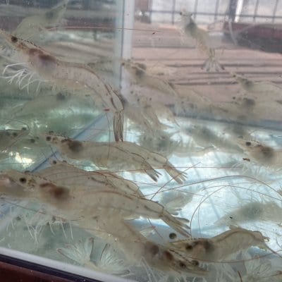 【地方創生】【SDGs】「畑でエビ養殖」のSeaside Consulting代表による講演