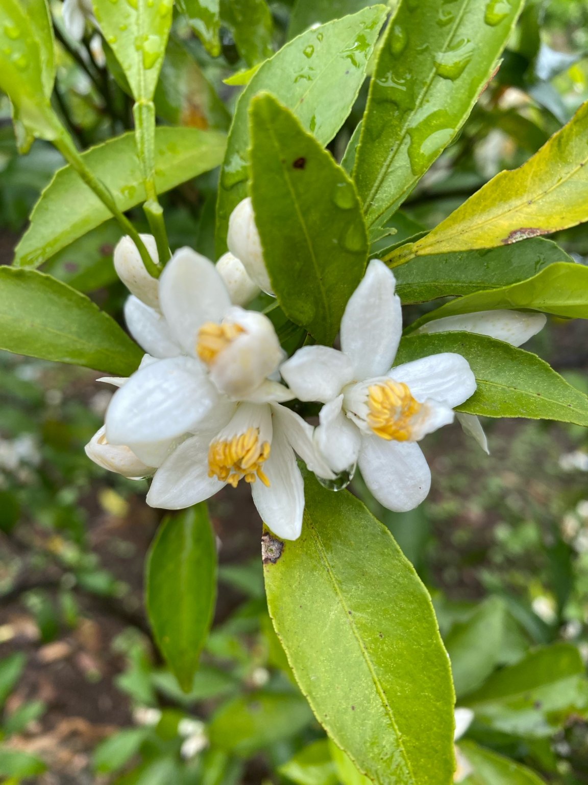 『ネロリ蒸留会』