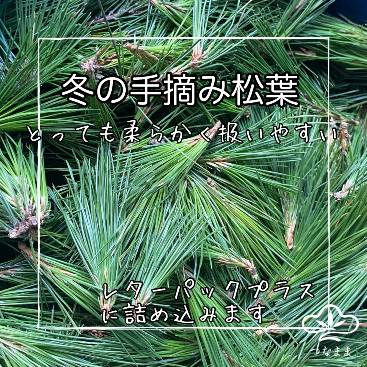 松の通販「つなまま」｜九州の松を全国にお届け｜大王松、黒松、五葉松
