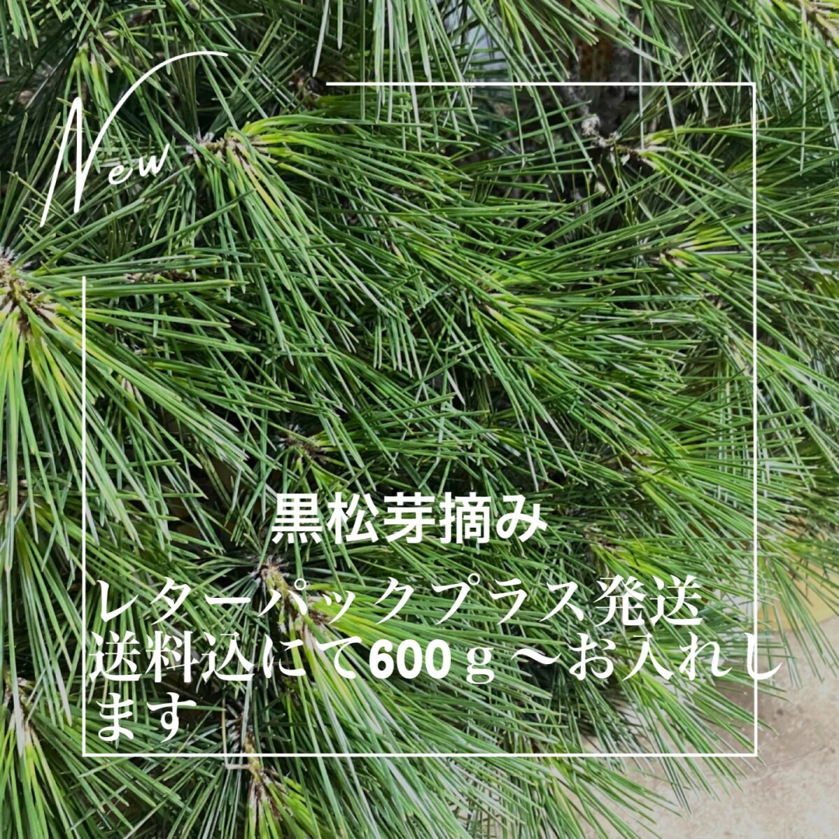 受付中！！/九州産/黒松 /調整済み/無農薬/ レターパックプラスにて発送/約600g入り/送料込み