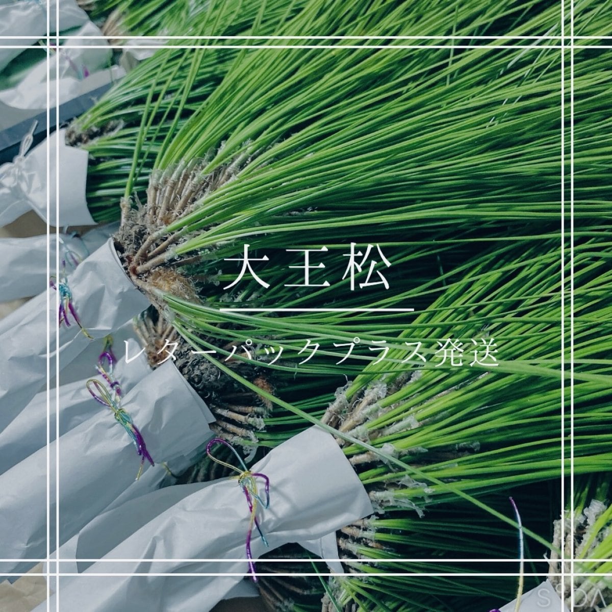 松の通販「つなまま」｜九州の松を全国にお届け｜大王松、黒松、五葉松