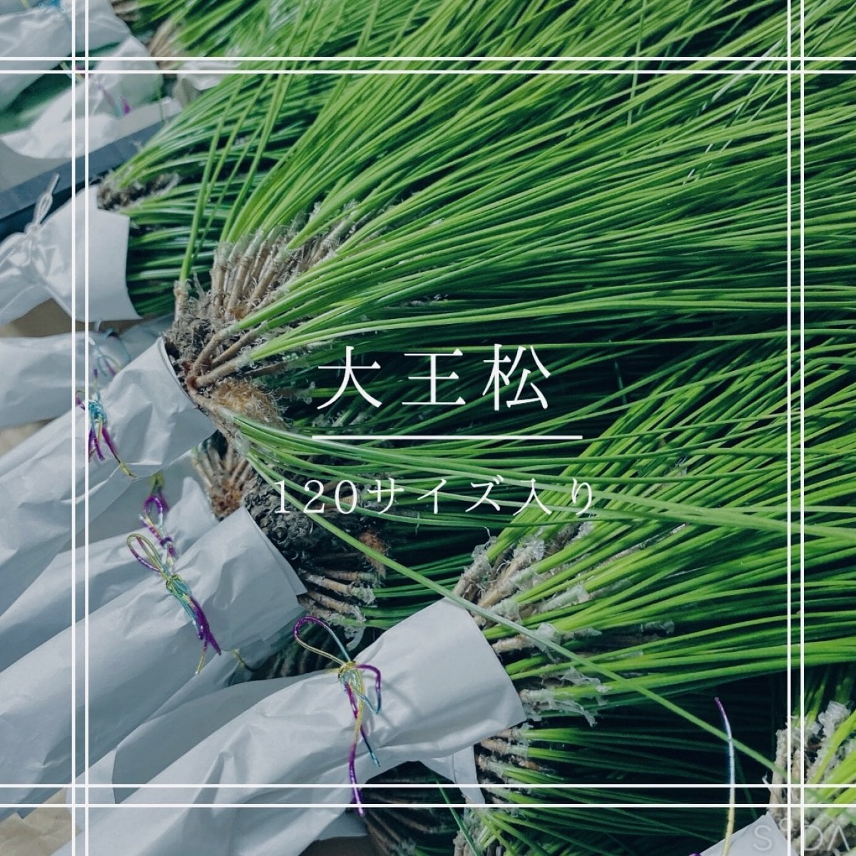 つなまま／九州の松葉を全国に