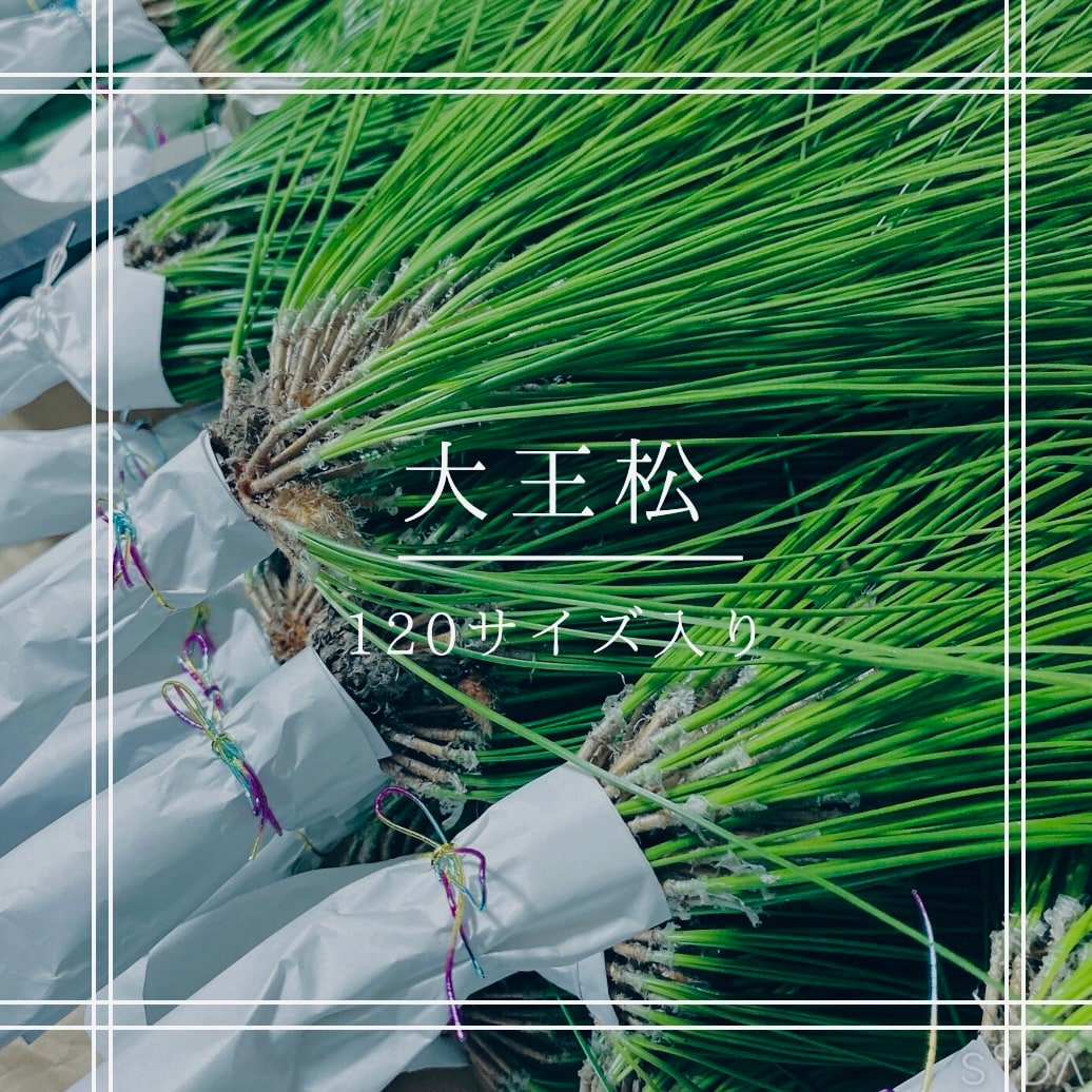 緊急告知 ] 最後の松送り！！大王松【国産 九州/無農薬/安心安全】宅配