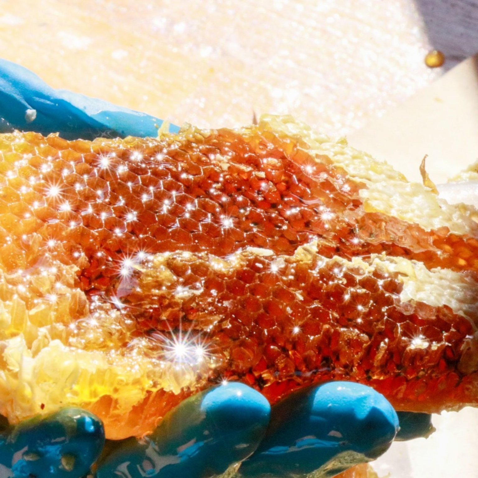 ニホンミツバチ採蜜体験　はちみつ食べ放題（巣蜜と選べるお土産付き）【店頭払い専用】9月18日