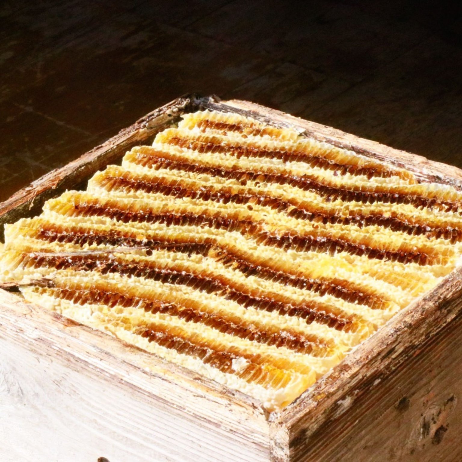 ニホンミツバチ採蜜体験　はちみつ食べ放題（巣蜜と選べるお土産付き）【店頭払い専用】9月18日