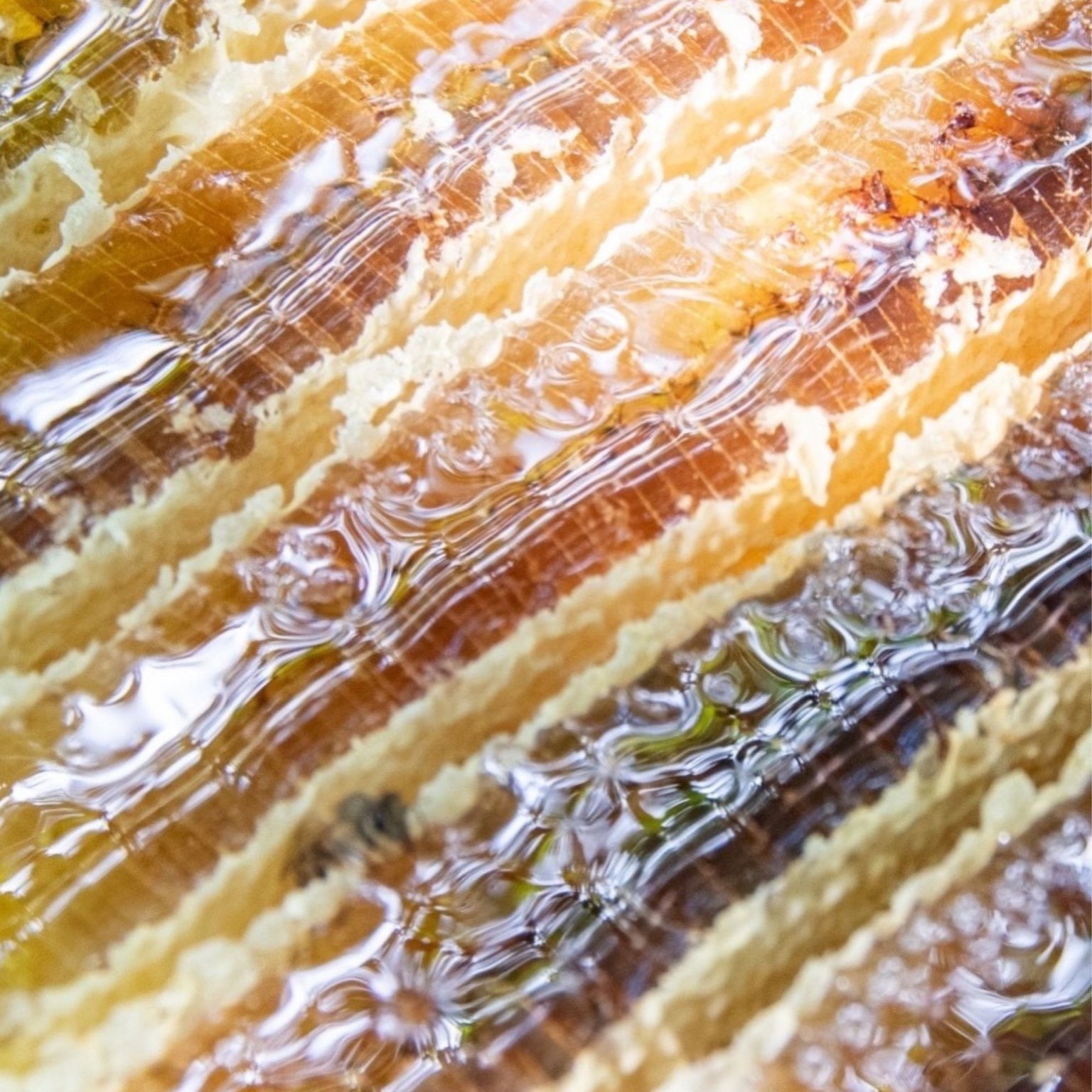 ニホンミツバチ採蜜体験　はちみつ食べ放題（巣蜜と選べるお土産付き）【店頭払い専用】9月18日