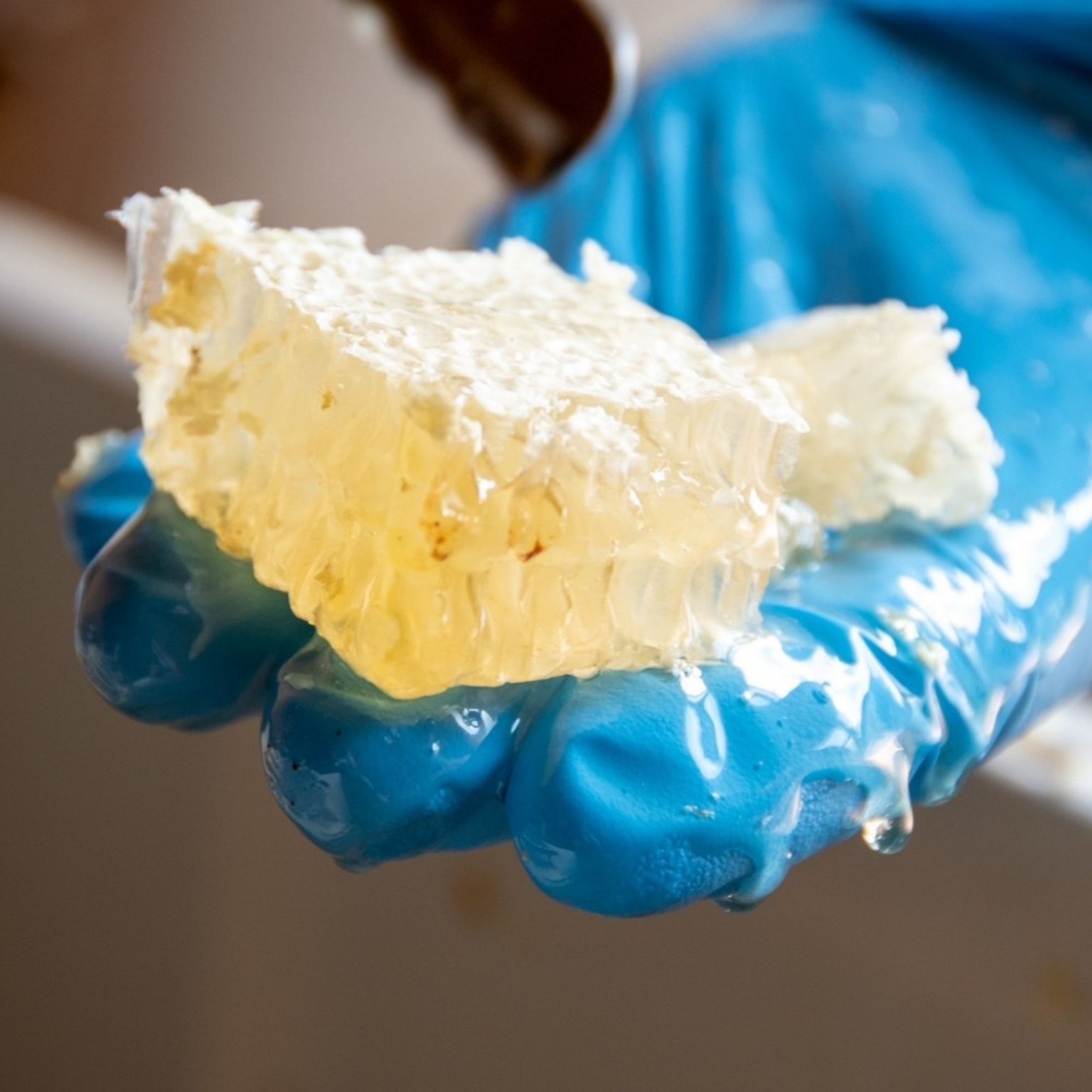 ニホンミツバチ採蜜体験　はちみつ食べ放題（巣蜜と選べるお土産付き）【店頭払い専用】9月18日