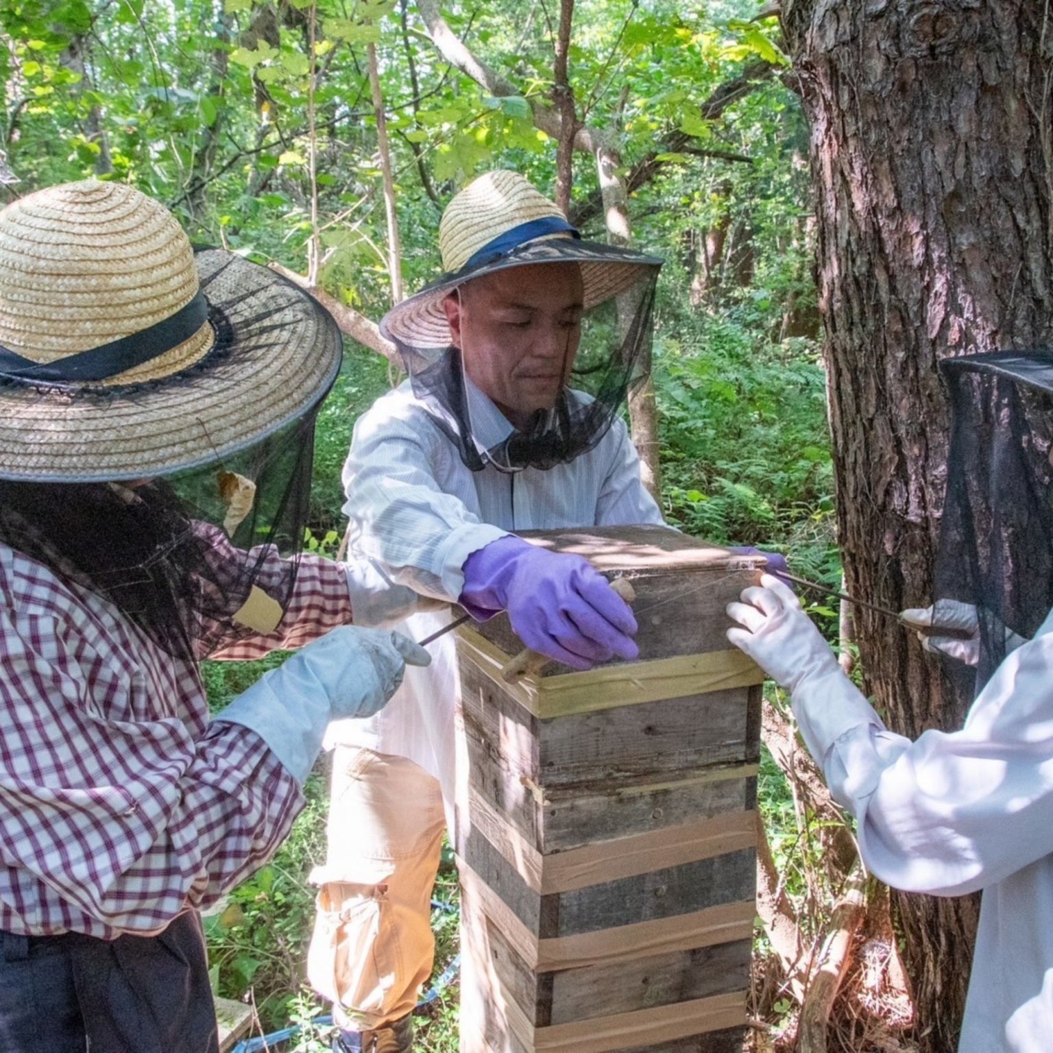ニホンミツバチ採蜜体験　はちみつ食べ放題（巣蜜と選べるお土産付き）【店頭払い専用】9月18日