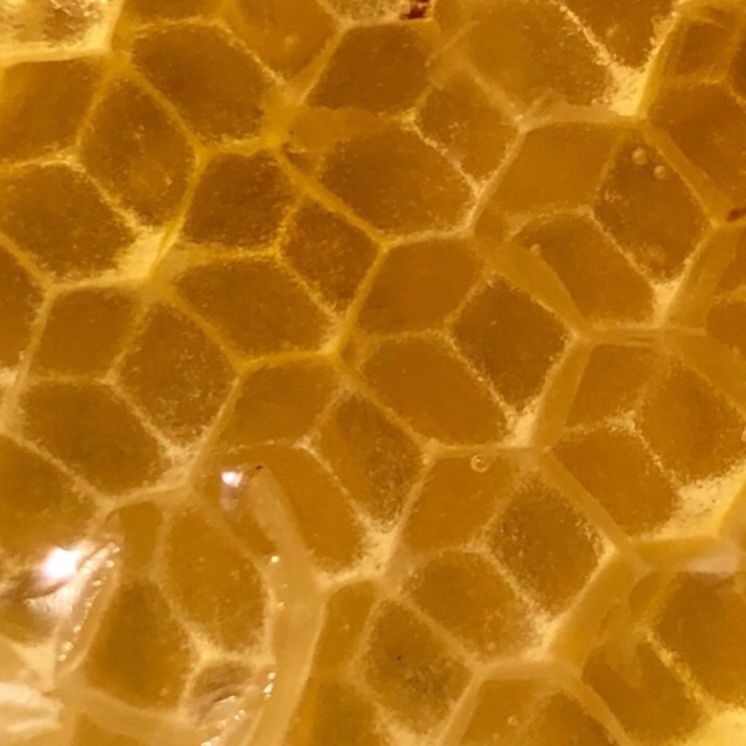 ニホンミツバチ採蜜体験　はちみつ食べ放題（巣蜜と選べるお土産付き）【店頭払い専用】9月18日