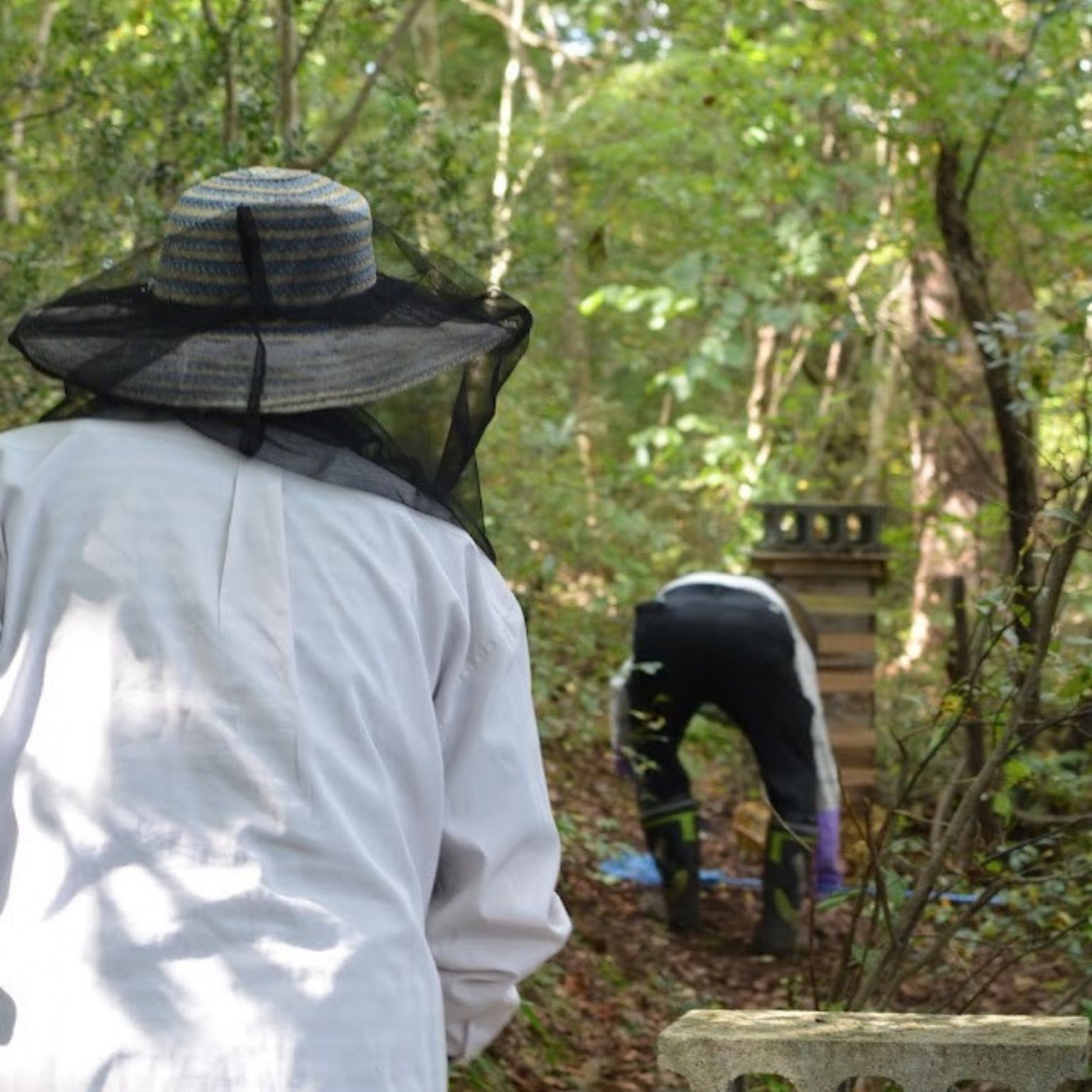 ニホンミツバチ採蜜体験　はちみつ食べ放題（巣蜜と選べるお土産付き）【店頭払い専用】9月18日