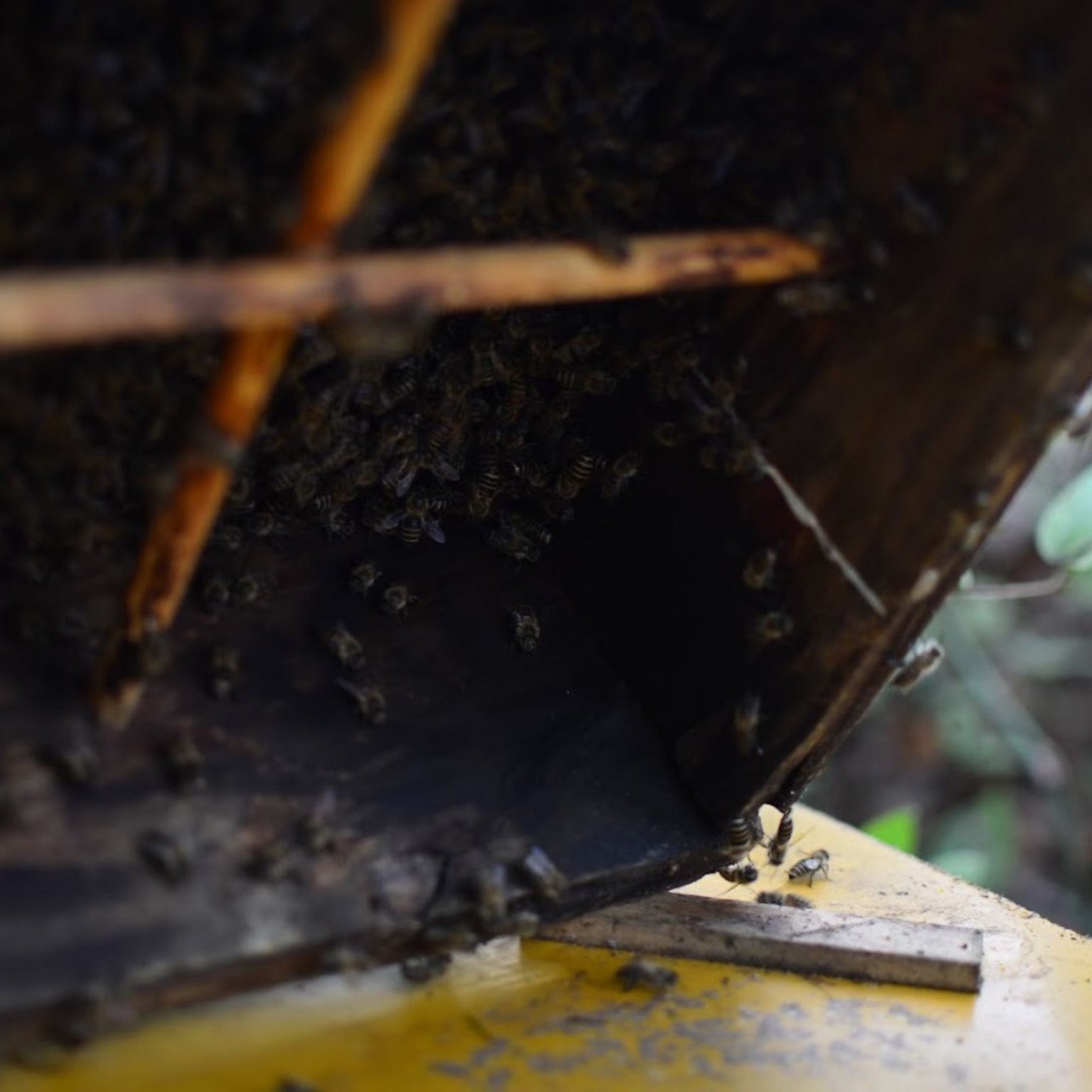 ニホンミツバチ採蜜体験　はちみつ食べ放題（巣蜜と選べるお土産付き）【店頭払い専用】9月18日