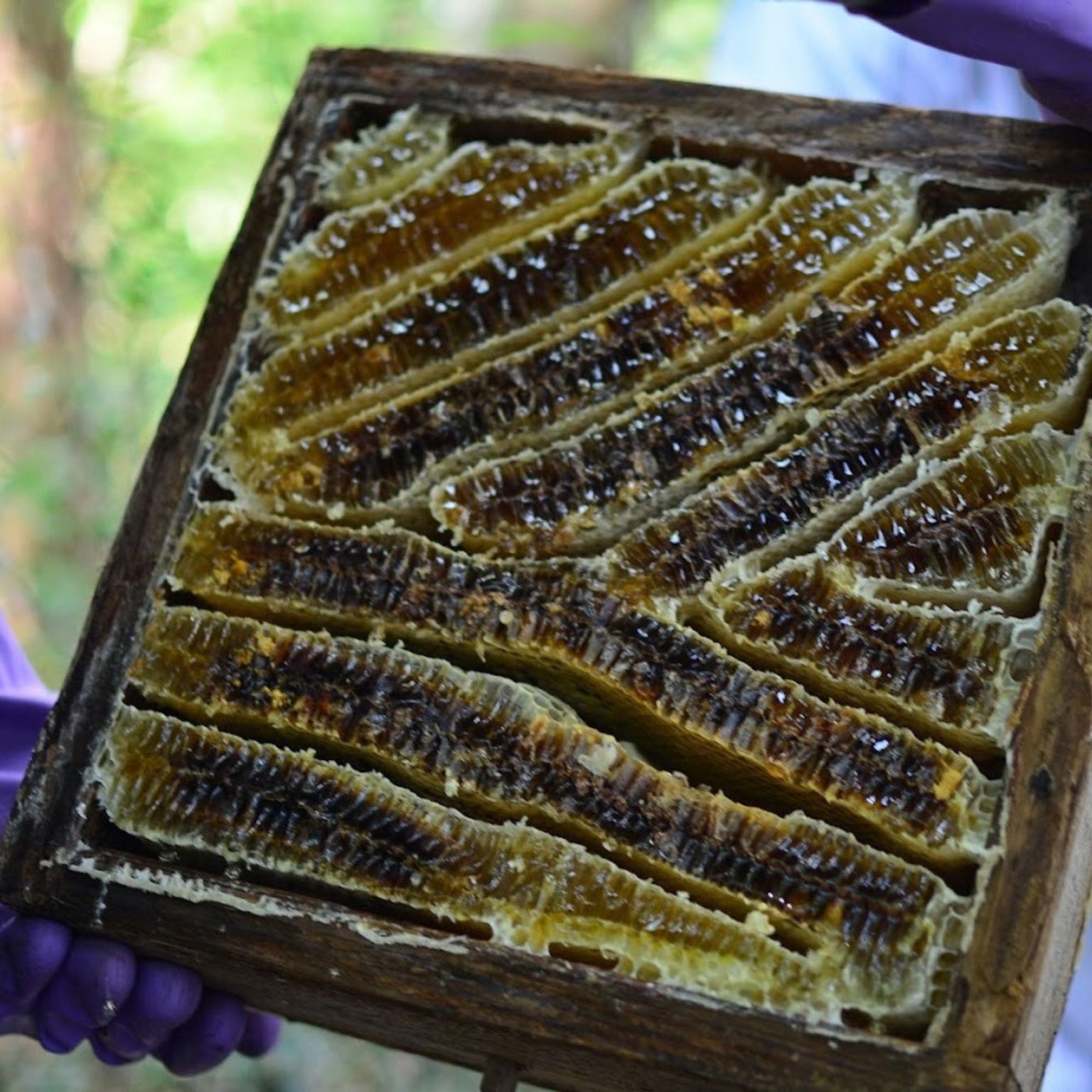 ニホンミツバチ採蜜体験　はちみつ食べ放題（巣蜜と選べるお土産付き）【店頭払い専用】9月18日