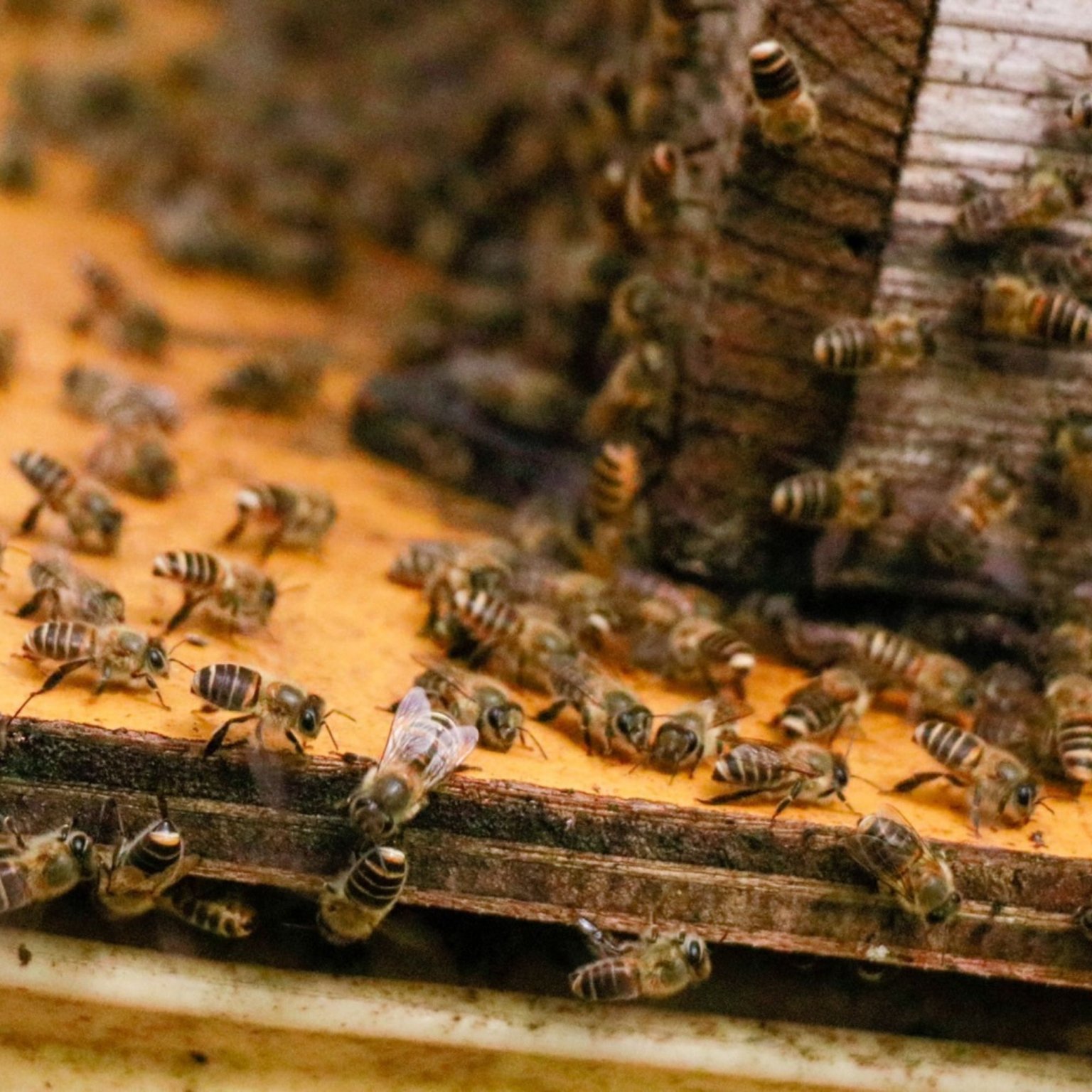 ニホンミツバチ採蜜体験　はちみつ食べ放題（巣蜜と選べるお土産付き）【店頭払い専用】9月18日