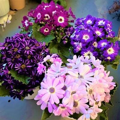 【M様専用】マンション植栽用花苗購入チケット