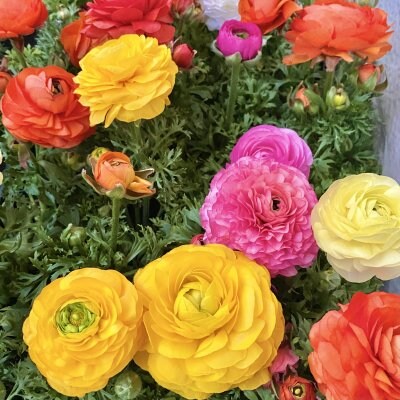 【M様専用】マンション植栽用花苗購入チケット