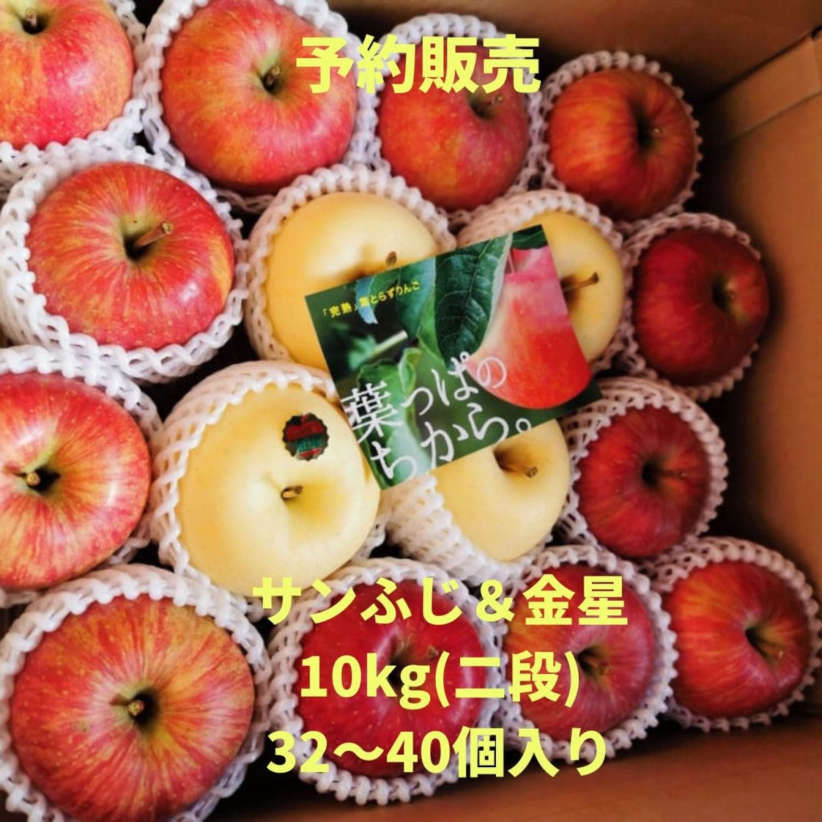 【予約販売】サンふじ＆金星ご家庭用　10kg（二段）