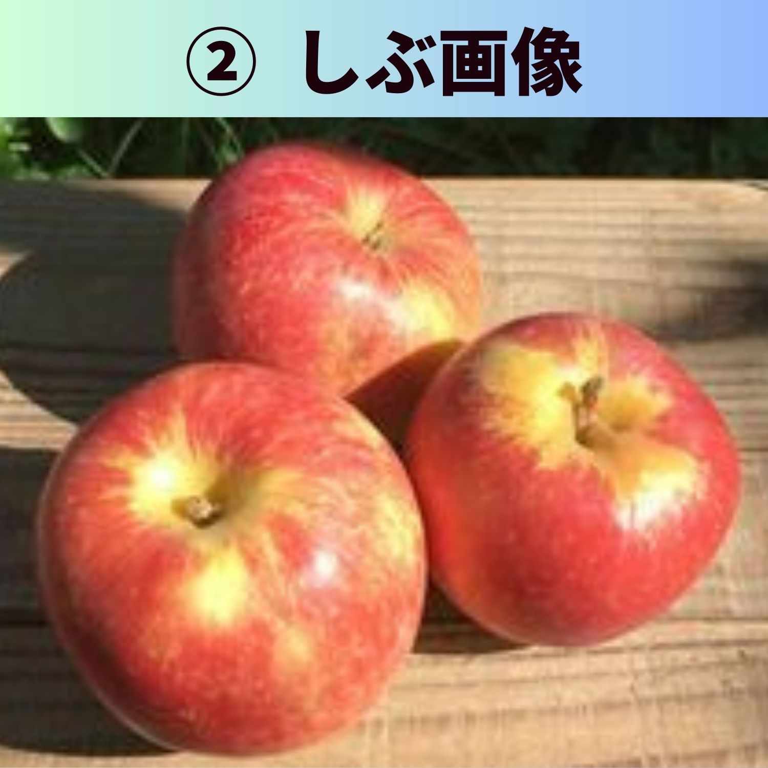送料込み！！エシカルりんご大容量 予約販売】 品種ふじりんご 15kg(48