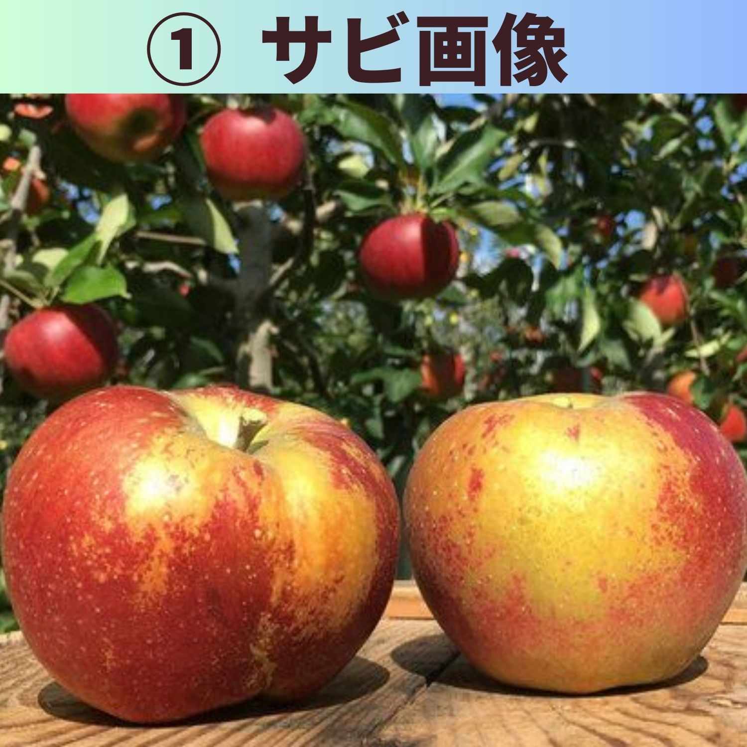 送料込み！！エシカルりんご大容量 予約販売】 品種ふじりんご 15kg(48